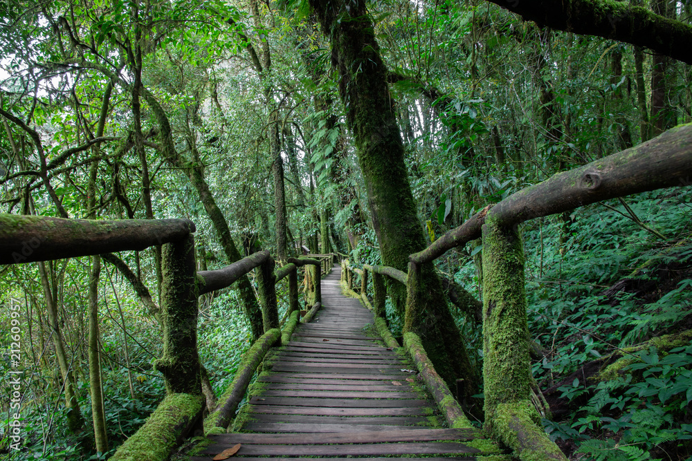 walkway in the rainy forest walkway in the rainy forest