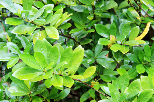 Perennial plant 