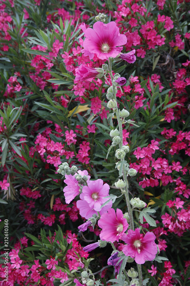 Stockrose (Alcea rosea) und Oleander in Blüte
