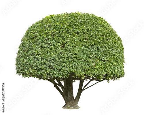 Topiary tree isolated