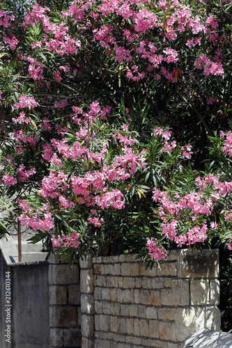 Oleander (Nerium oleander), Busch mit Blüten