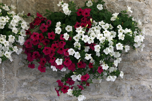 Petunien (Petunia) weiße und rote Blüten photo