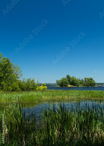 Reeds and Tall Grasses on a Lake Under a Blue Sky