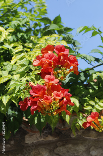 Trompetenblumen (Campsis), Kletterpflanze mit Blüten