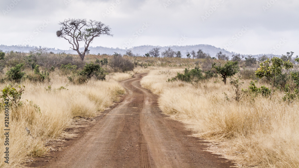 Naklejka premium Gravel road S114 in Afsaal area in Kruger National park, South Africa