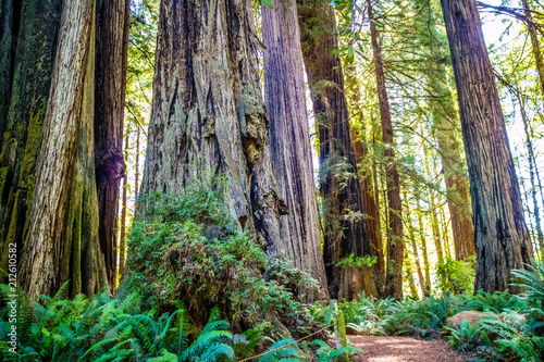 Giant Sequoia Tree in Redwoods National & State Parks - California