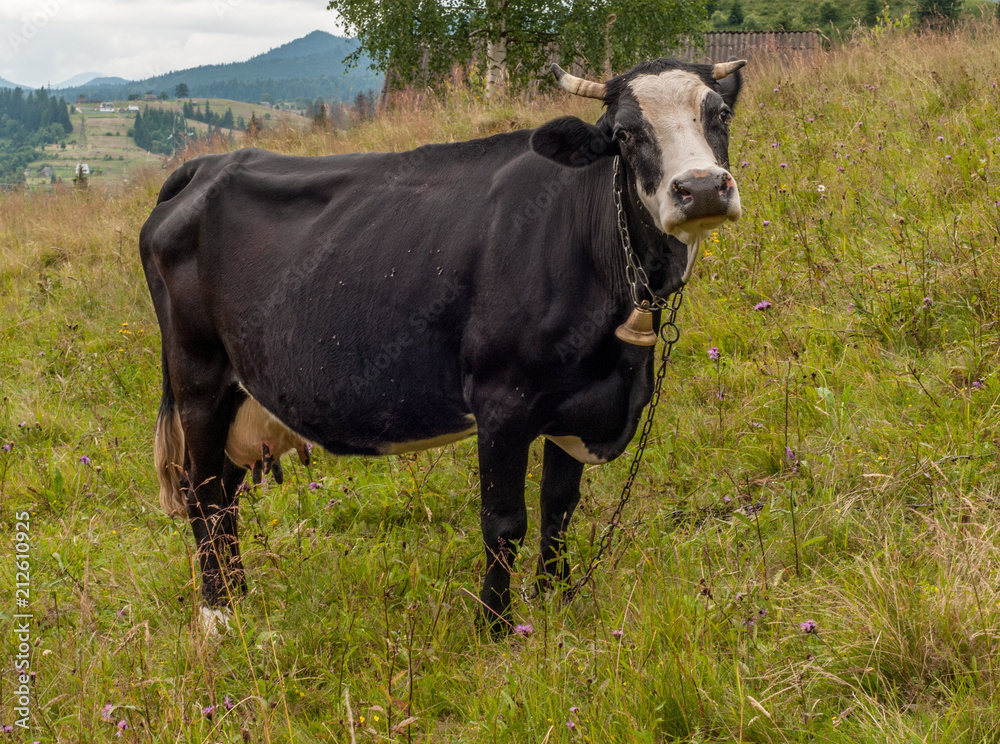 Black cow on the hill, Carpathian mountains, Ukraine