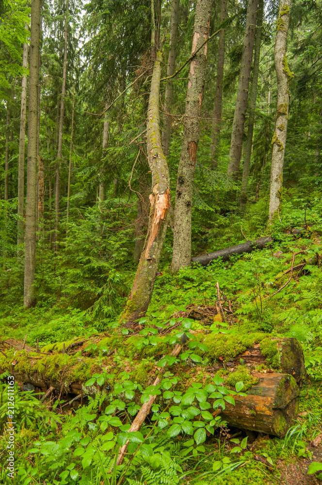 Forest trees in summer, Carpathian mountains, Ukraine