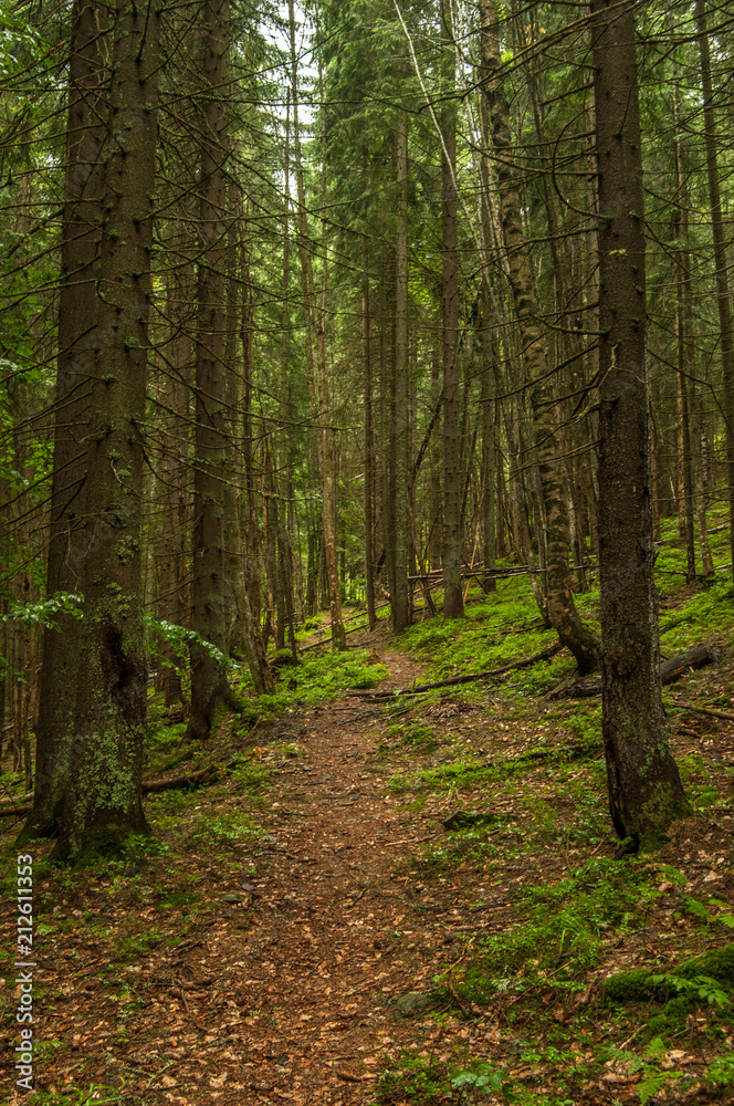 Forest road across the trees, Carpathian mountains, Ukraine