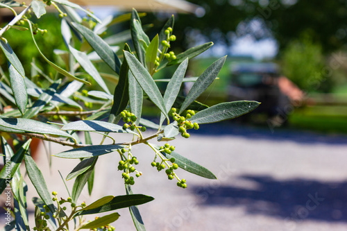 olive tree at south german bavarian garden house photo