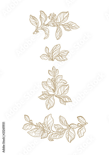 Floral vector set of mate branch, flower, berry.