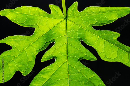 Close up photos of papaya leaves are green.