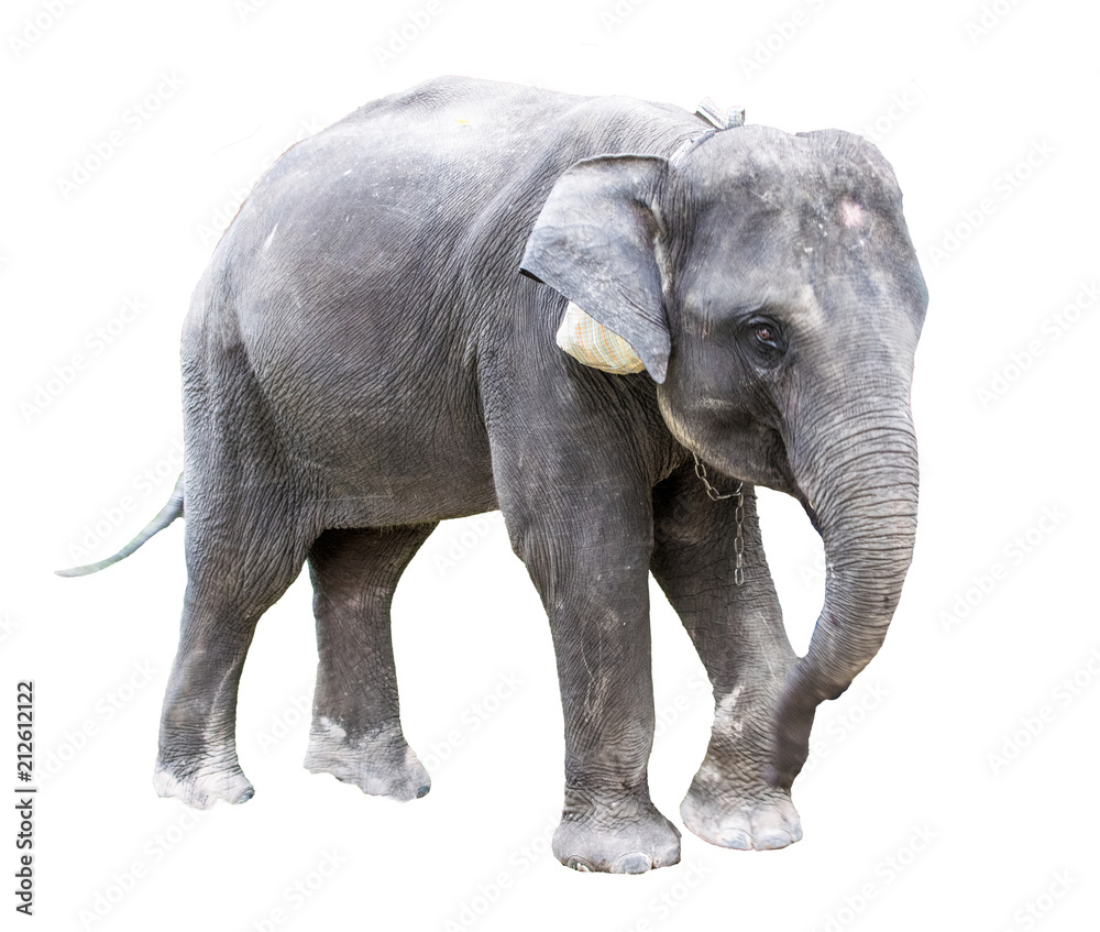 Elephant with white background with path