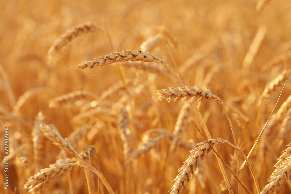 Summer time for harvest. Golden ears of wheat are ready for Harvest. Harvest Concept. Background of wheat field. Summer time for harvest. Golden ears of wheat are ready for Harvest. Harvest Concept. Background of wheat field.
