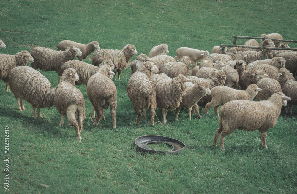 Fototapeta premium Sheep flock