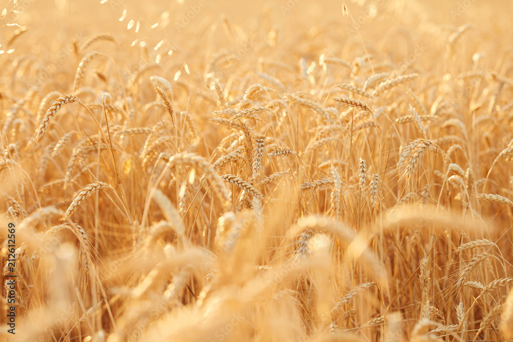 Summer time for harvest. Golden ears of wheat are ready for Harvest. Harvest Concept. Background of wheat field. Summer time for harvest. Golden ears of wheat are ready for Harvest. Harvest Concept. Background of wheat field.