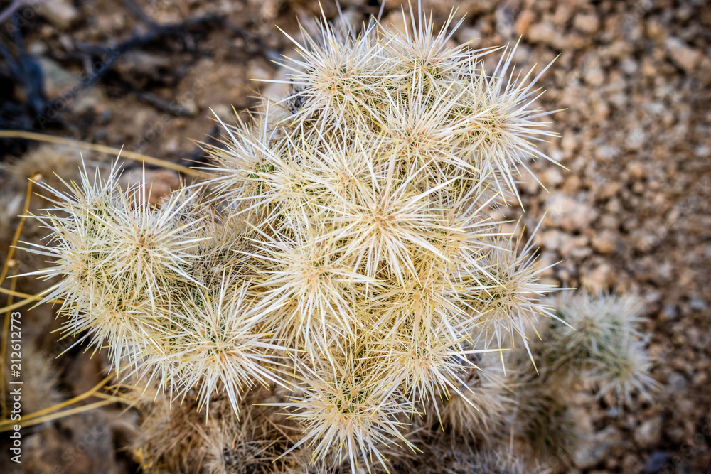 Teddy Bear Cholla Cactus in Joshua Tree National Park Teddy Bear Cholla Cactus in Joshua Tree National Park