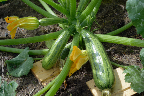 Bush of zucchini with flowers