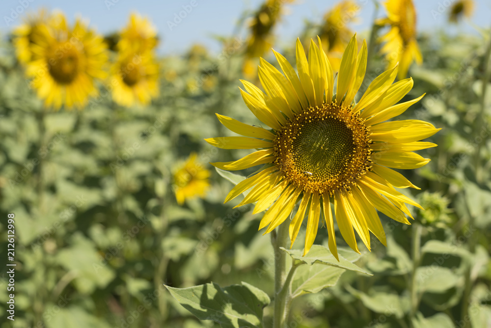 Sunflower closeup on flower field landscape Sunflower closeup on flower field landscape