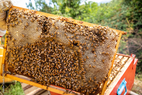 Honeycomb of bees with organic honey