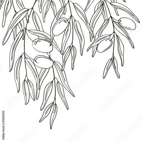 vector contour green color olive plant leaf had drawn elements set border corner
