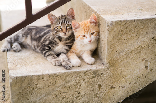 Two kittens on stairs at home
