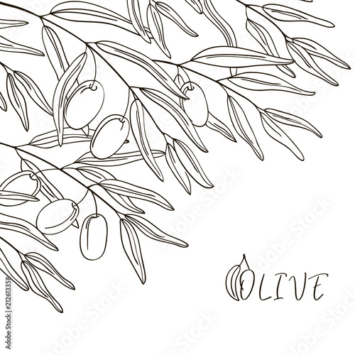 vector contour coloring book olive plant leaf had drawn elements set
