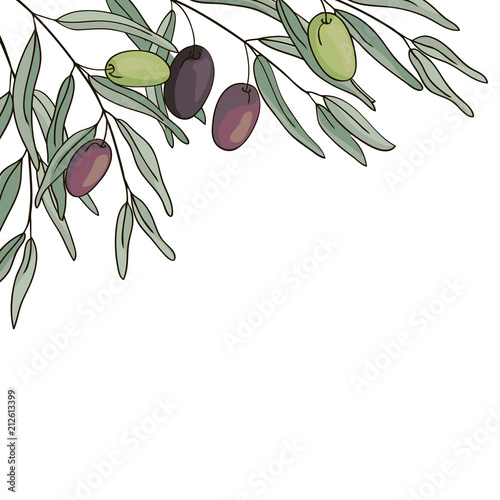 vector contour green color olive plant leaf had drawn elements set corner border