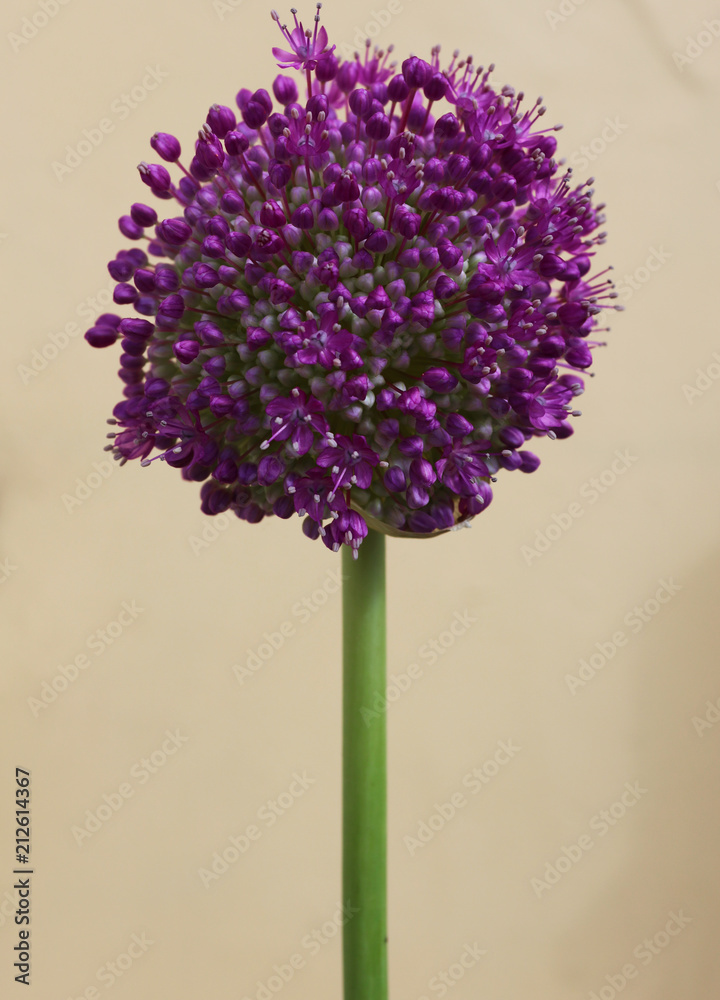 Allium Allium