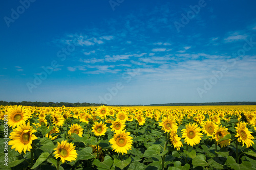Fototapeta Naklejka Na Ścianę i Meble -  Sunflower field with cloudy blue sky