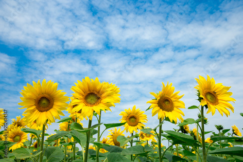 Sunflower field with cloudy blue sky