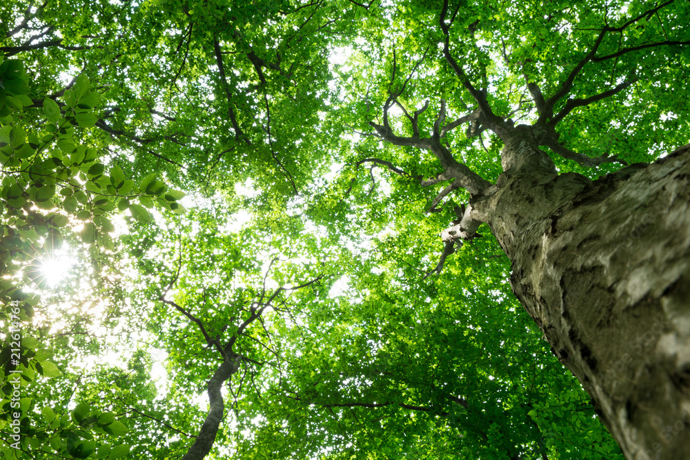 Fototapeta premium forest trees. nature green wood sunlight backgrounds