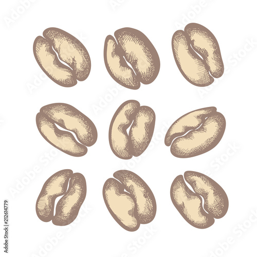 Vector nature set. Shape of coffee beans