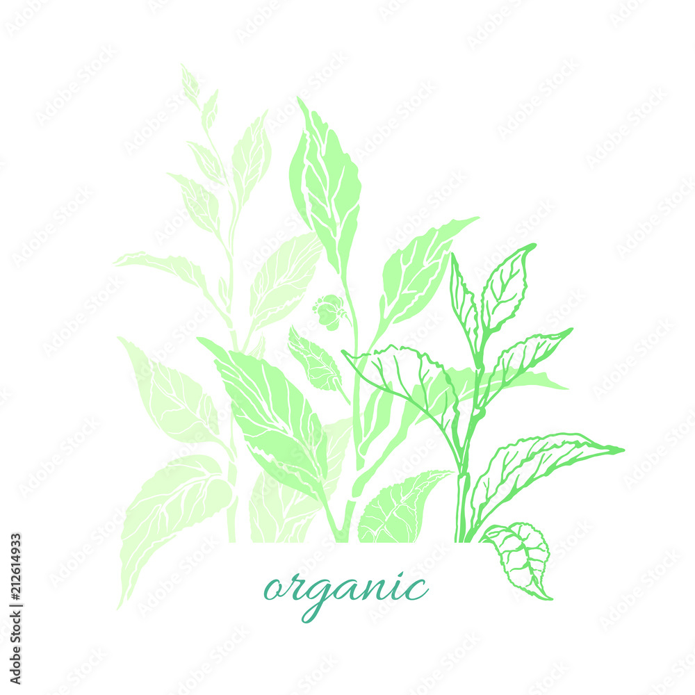 Vector nature card of tea tree, bush, leaves Vector nature card of tea tree, bush, leaves