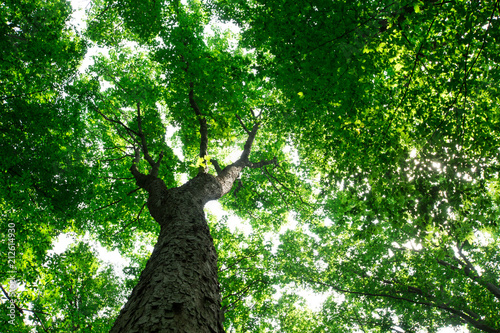 forest trees. nature green wood sunlight backgrounds