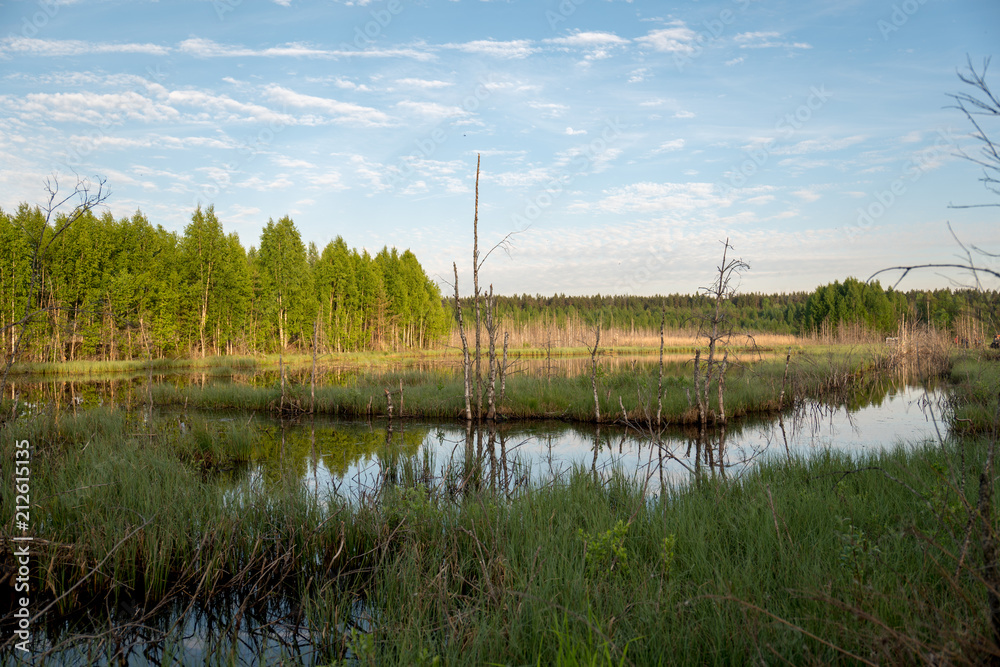 Obraz premium Swamp in field by the forest