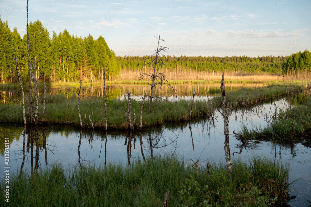 Fototapeta premium Swamp in field by the forest