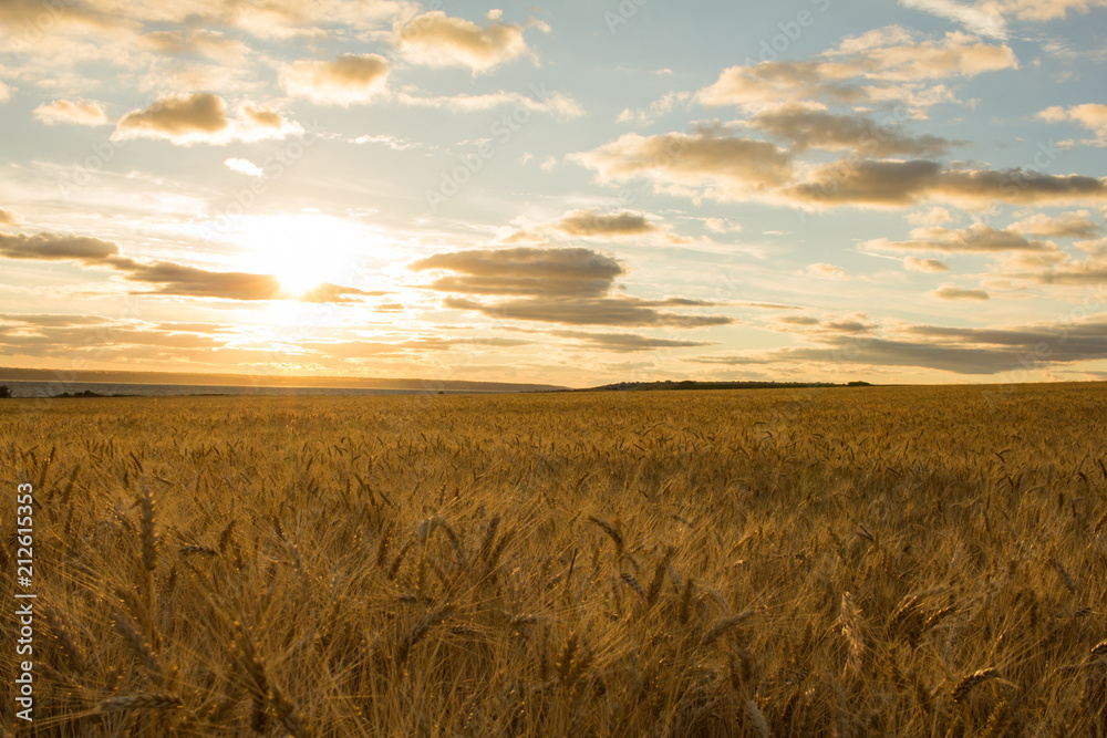 beautiful landscape if summer wheat fields