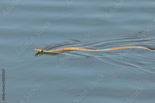 Grass snake swimming across a calm still lake