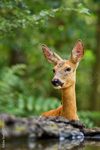 European Roe Deer - Capreolus capreolus, common deer from European forests, woodlands and meadows. © David