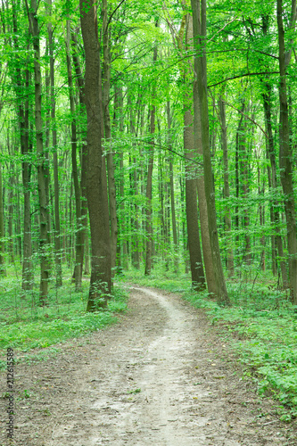 Forest trees. nature green wood sunlight backgrounds