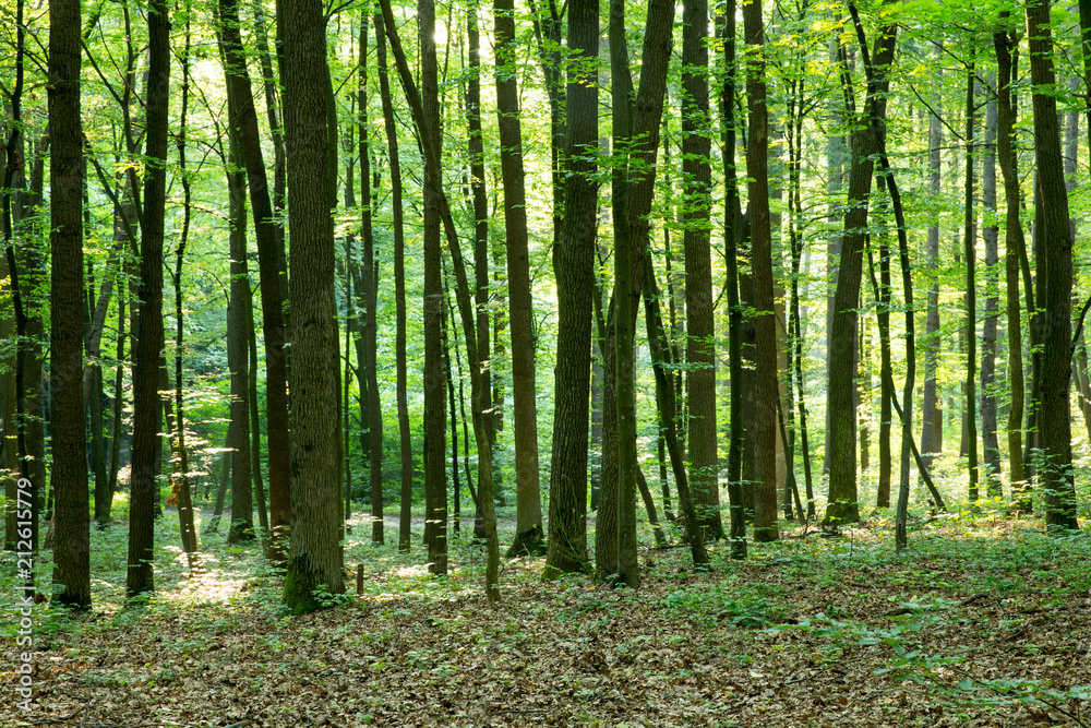 Forest trees. nature green wood sunlight backgrounds Forest trees. nature green wood sunlight backgrounds