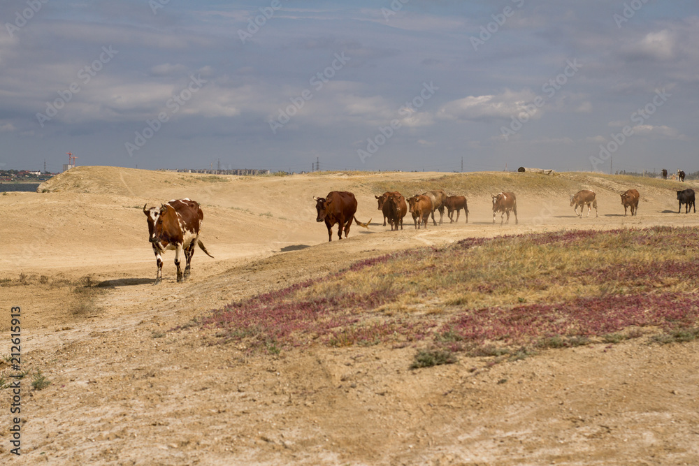 many cows walk in the deser during drought many cows walk in the deser during drought