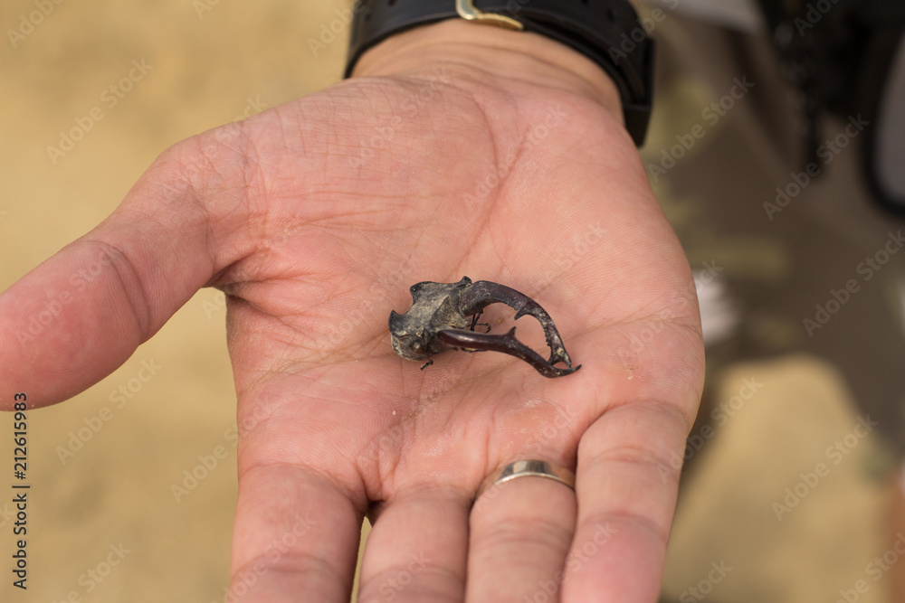 dry head of stag beatle in male hand