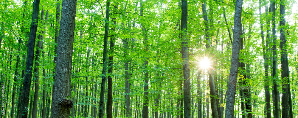 Fototapeta premium Forest trees. nature green wood sunlight backgrounds