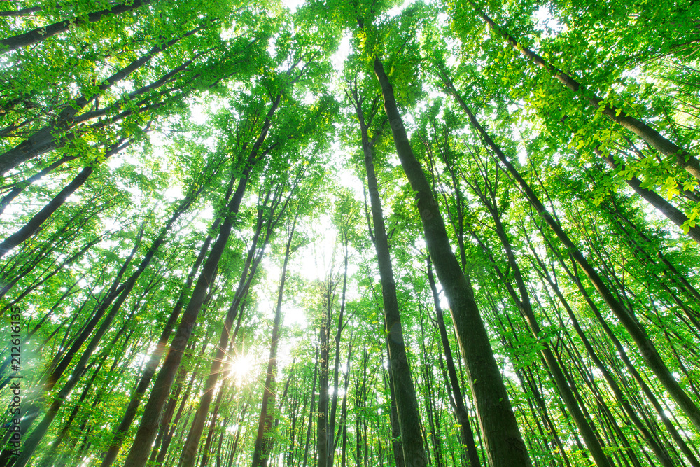 Forest trees. nature green wood sunlight backgrounds Forest trees. nature green wood sunlight backgrounds
