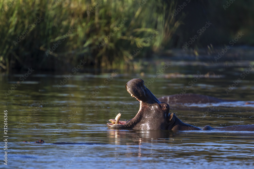 Fototapeta premium Hippopotamus in Kruger National park, South Africa