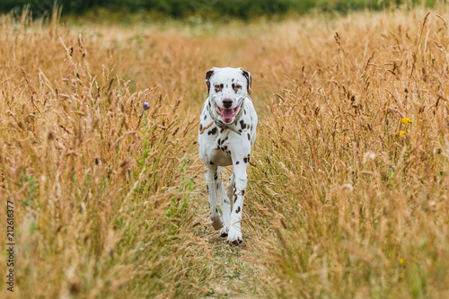 Dalmatian walking through grass in summer