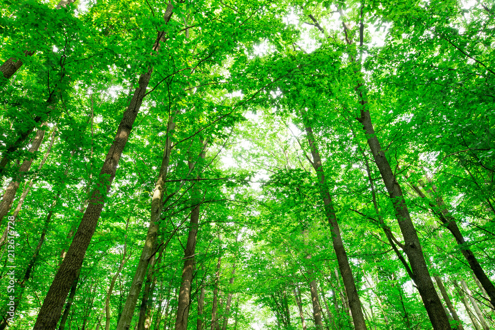 Forest trees. nature green wood sunlight backgrounds Forest trees. nature green wood sunlight backgrounds