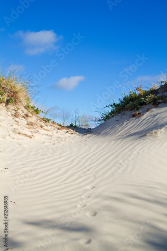 Dunes grown with Marram grass and Dewberry under a blue sky, footprints of an animal, probably a Fox, in the rippled sand